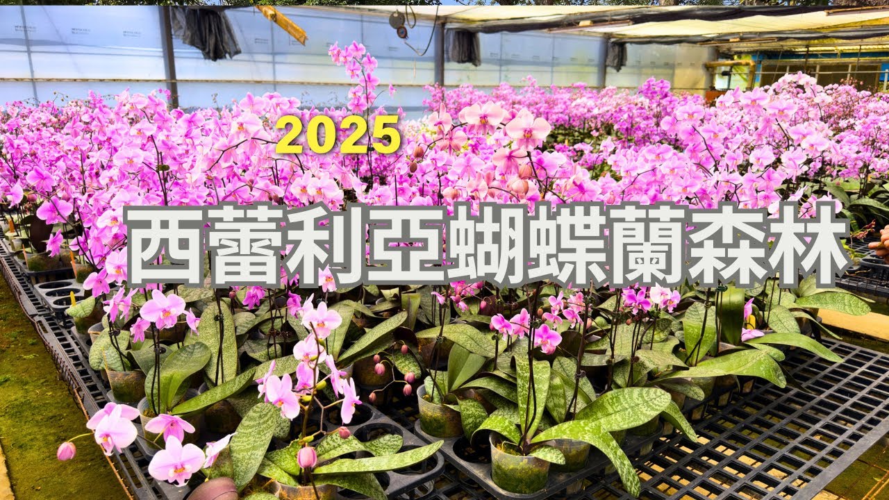 2025年 今天我們來到的西蕾利亞蝴蝶蘭森林 上千上萬朵蝴蝶蘭同時開花