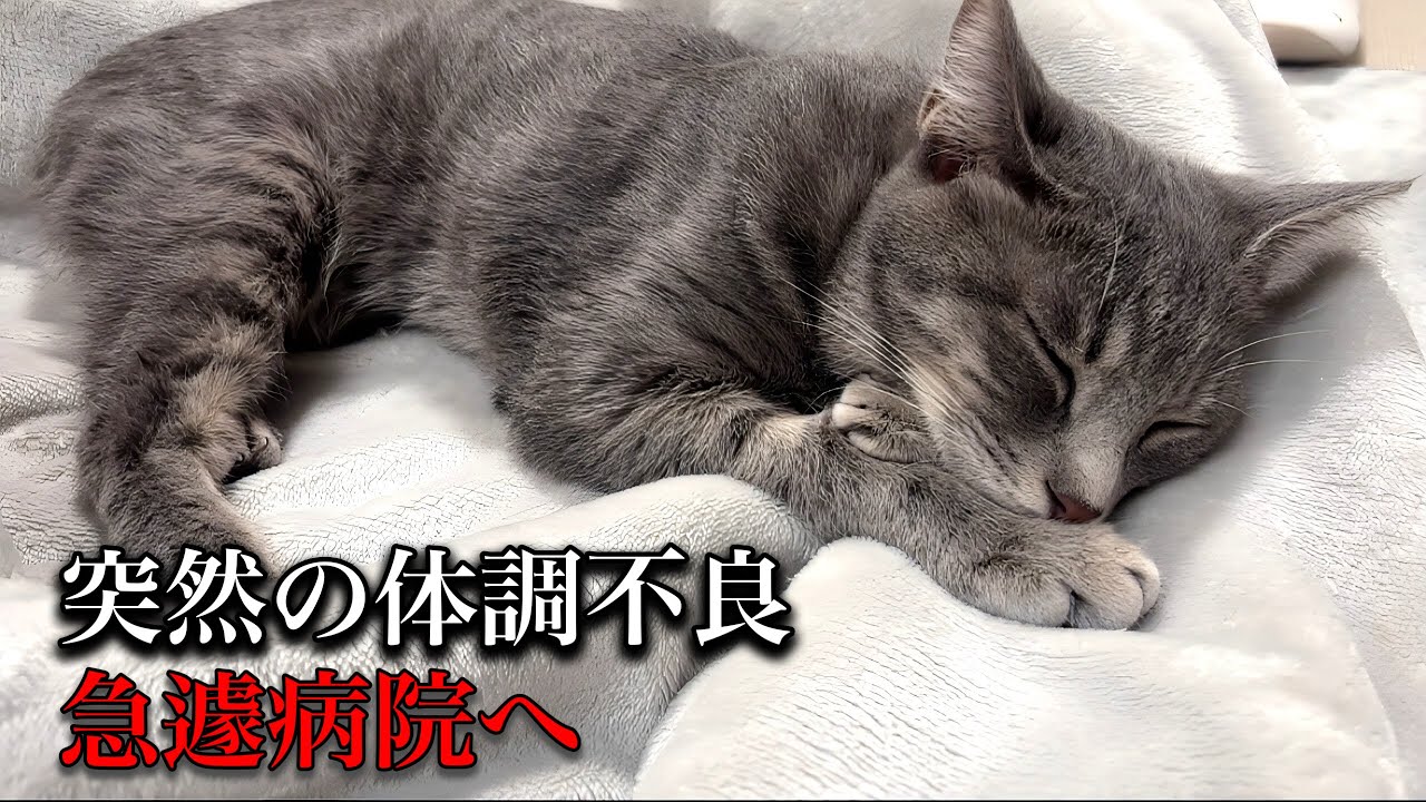 愛猫の体調に異変…急遽病院に連れて行きました