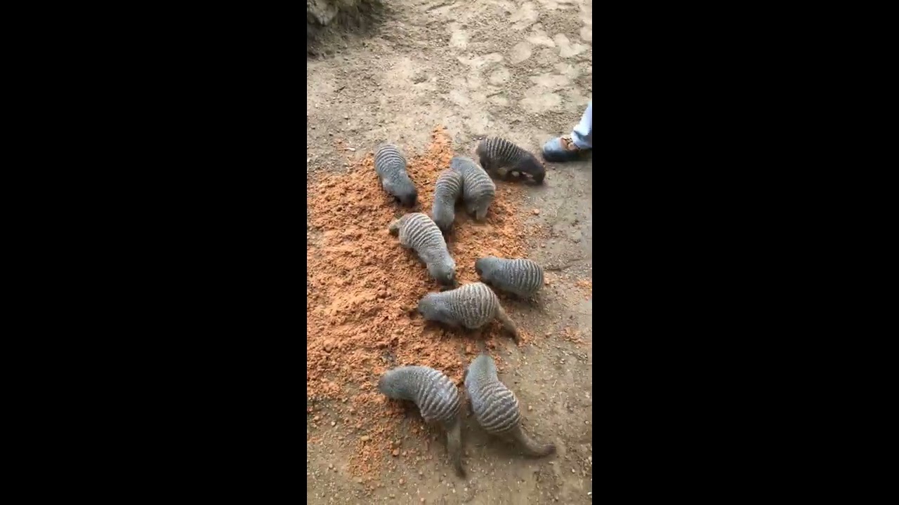 March 23: Banded Mongoose
