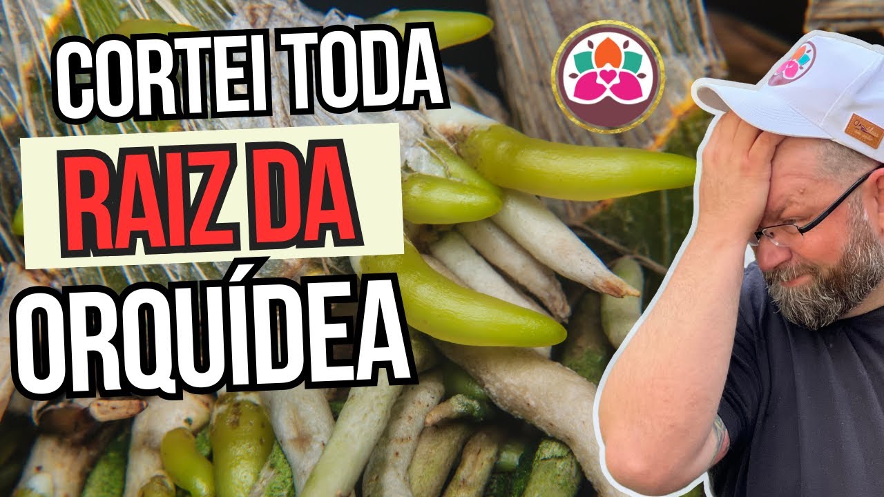 CORTEI TODA RAIZ DA MINHA ORQUÍDEA NO REPLANTE - FIZ CERTO OU ERRADO?