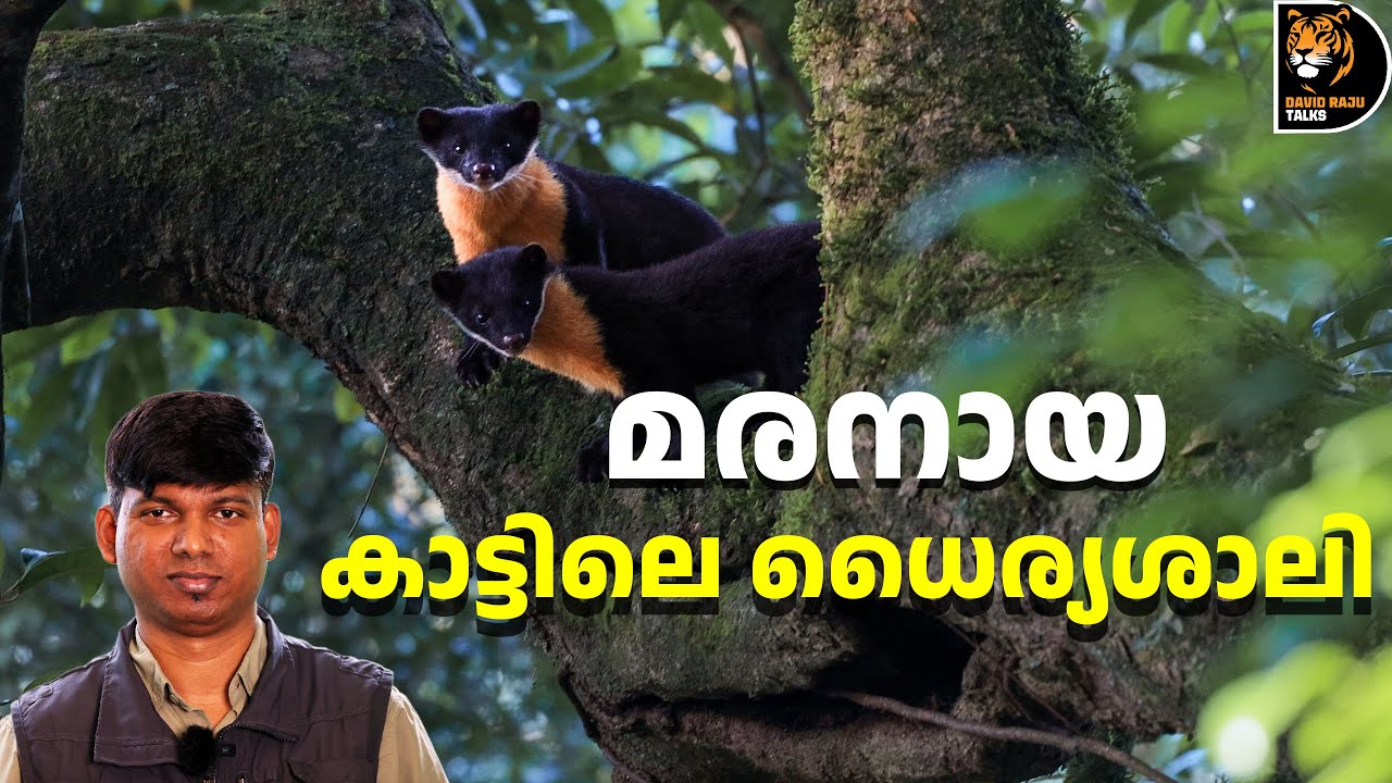 മനുഷ്യനെപോലും വിരട്ടുന്ന മരനായ!Martens of India; #davidrajutalks #wildlife