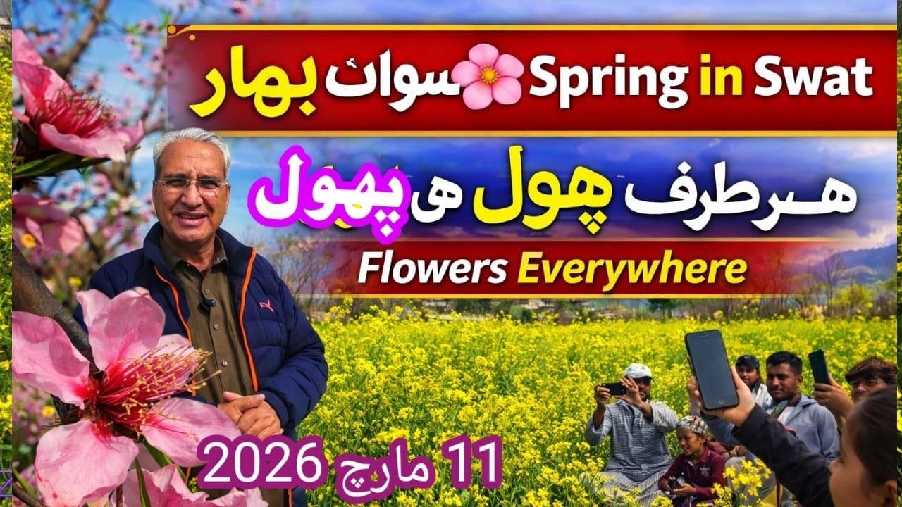 سوات میں موسمِ بہار | Spring in Swat Valley 🌸 سرسوں اور پھلدار درختوں کے پھولوں کے دلکش مناظر