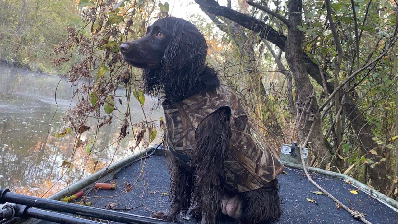 BOYKIN SPANIEL - [Should You Get One?]
