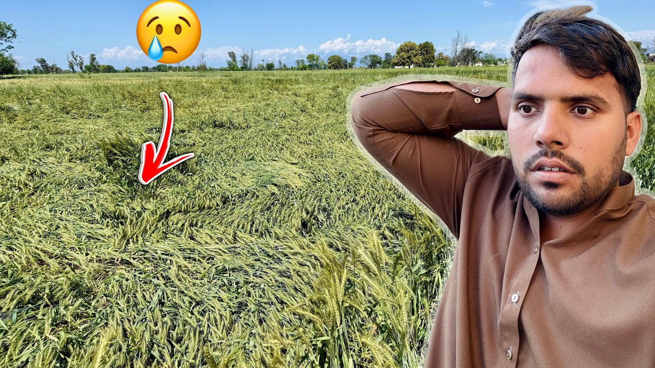 Tufaan Se Sari Ki Sari Fasal Gir Gai 🥹
