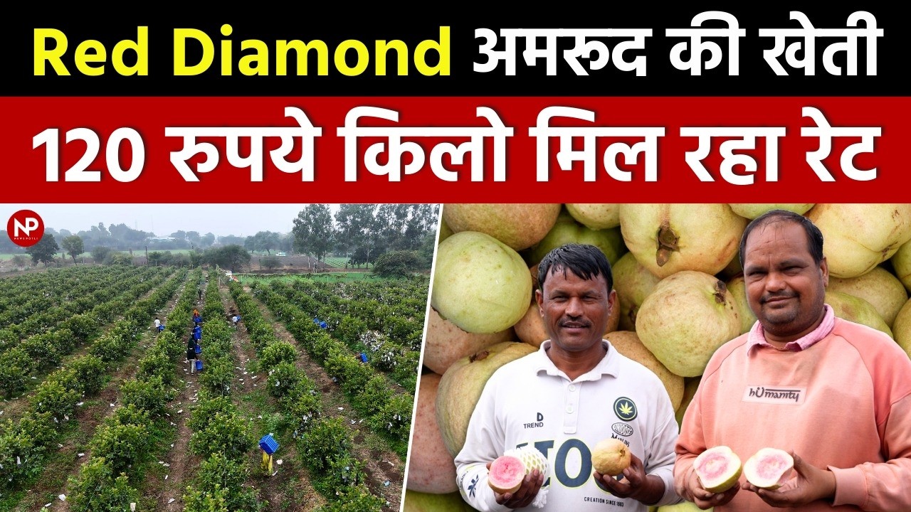 10 एकड़ में रेड डायमंड अमरूद 🍈की खेती से 70 लाख की कमाई 🤑 Guava farming in India | amrood ki kheti