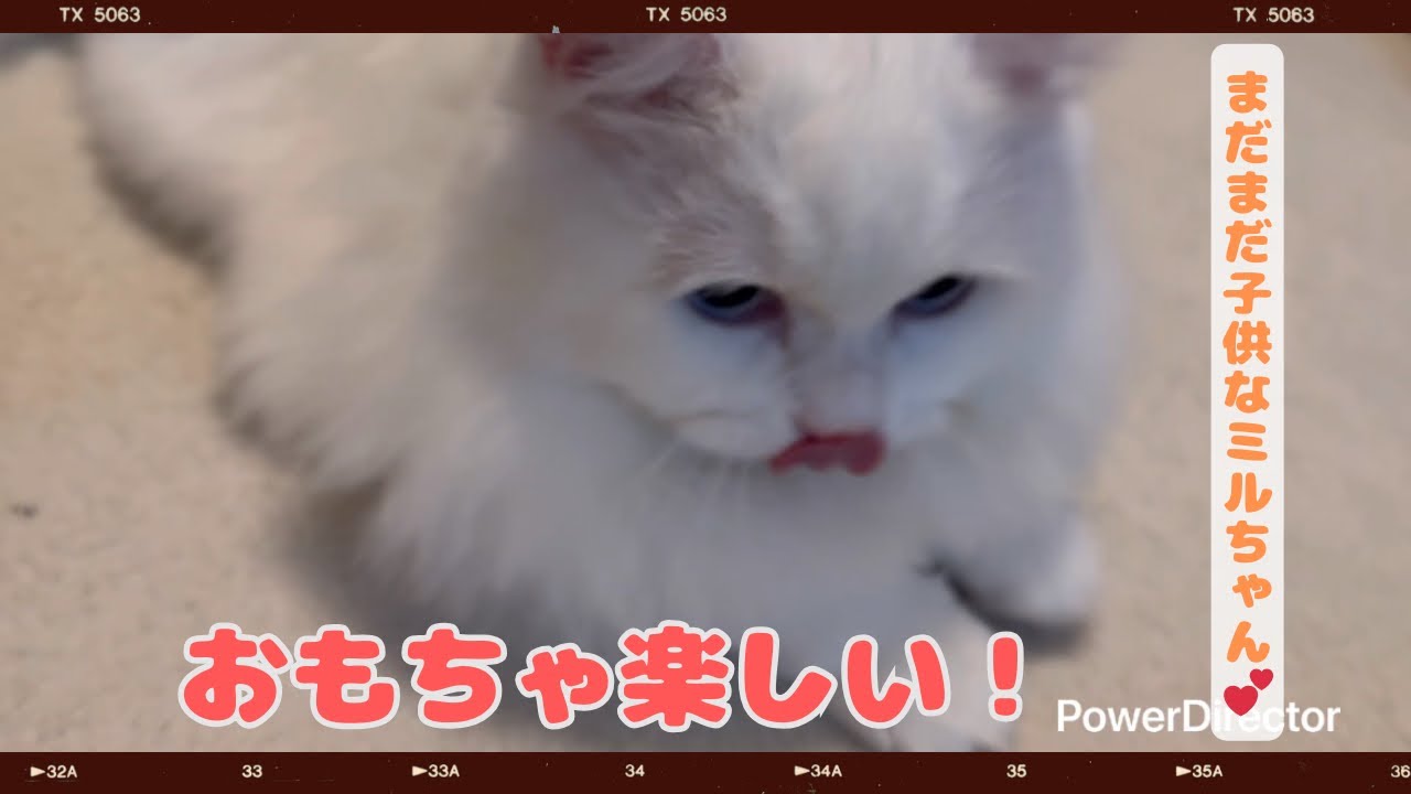 おもちゃの反応が違うきなこもち❣️