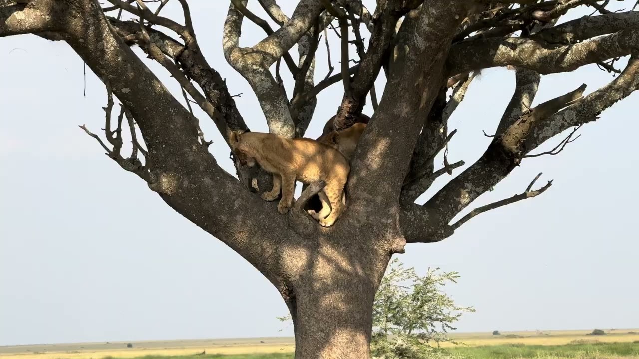 A family of Lions in Serengeti