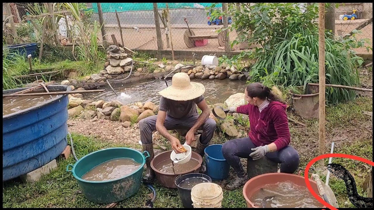 Filhote de SUCURIR... passou no Pé da Maíra kkkk #rural #family #agro  @TILAPIAMinhaVida