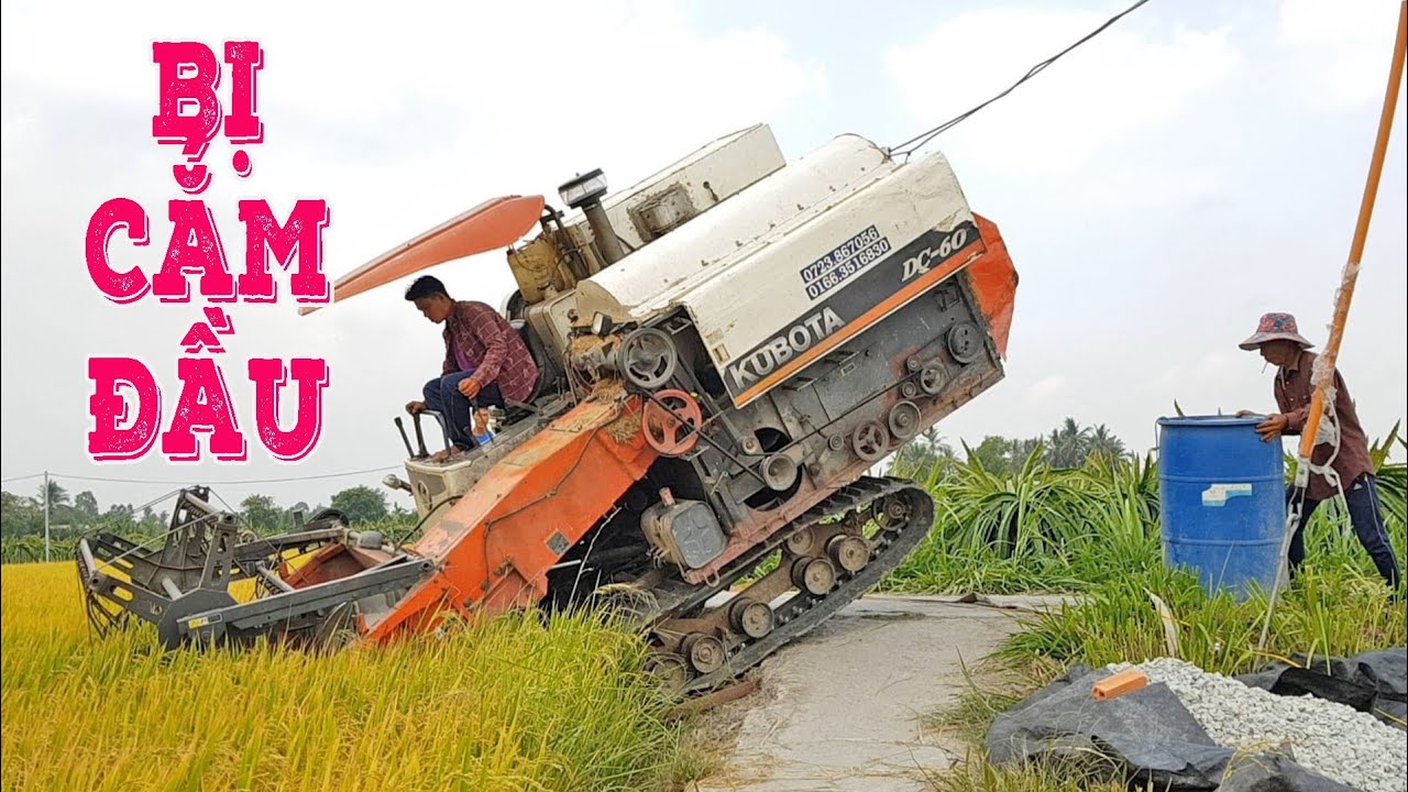 Đuổi Theo Xem Máy Cắt Lúa DC60 Cắm Đầu Xuống Ruộng, Kubota Combine Harvester, LADY 672