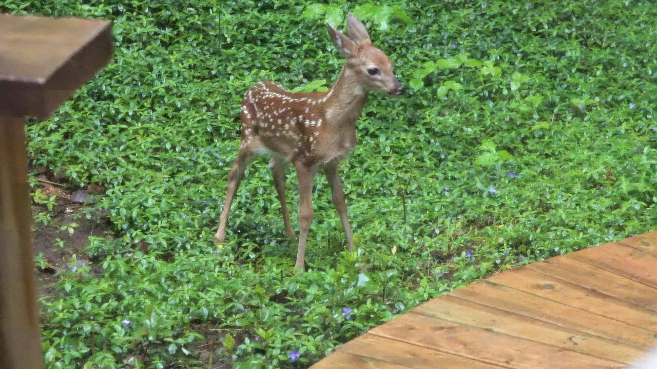 사슴에게 소금을 줬더니 놀라운 일이.. I Fed Salt To A Deer And There Was A Surprise