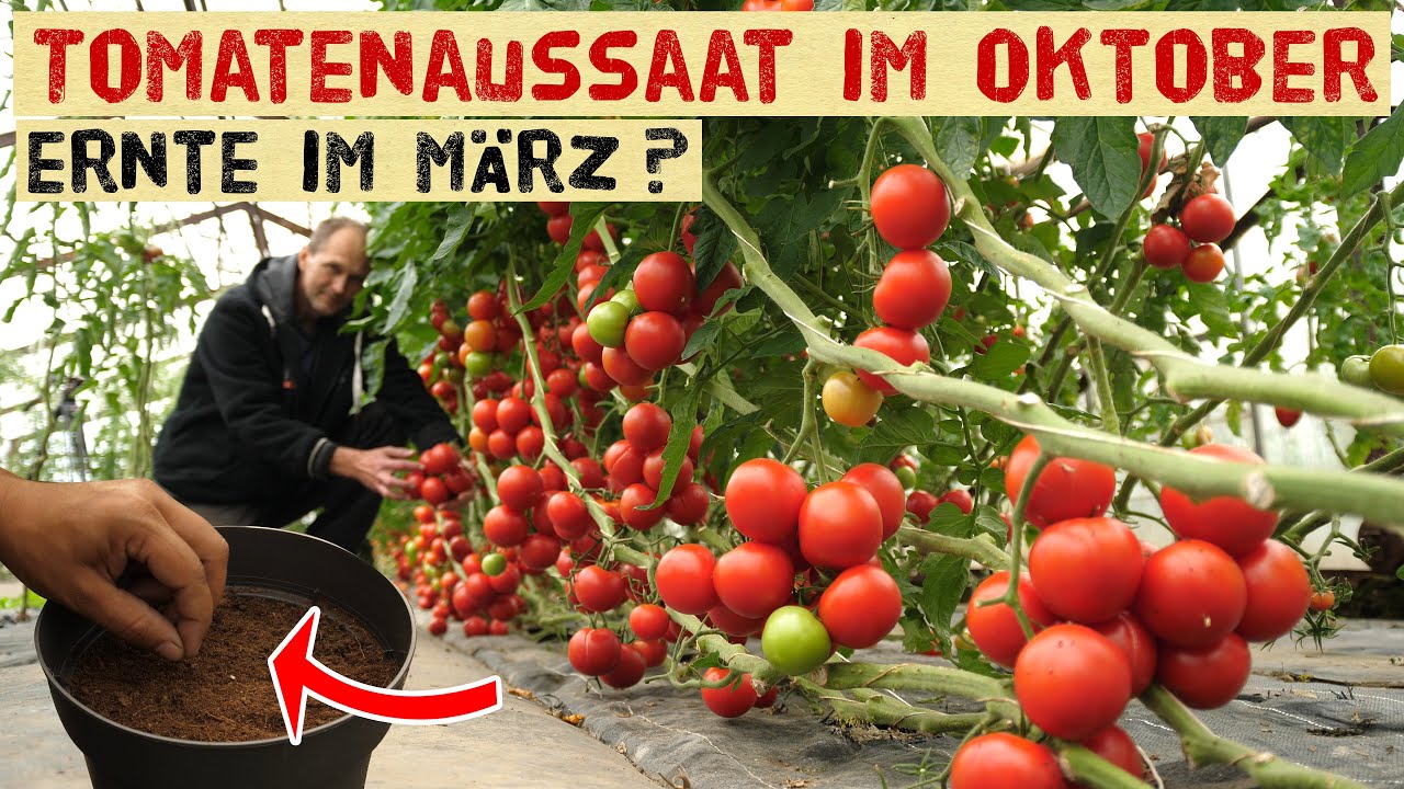 Tomaten für den Winter im Haus? Wir säen Tomaten aus + Tour durch die Tomaten Gewächshäuser Oktober