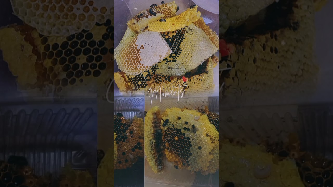 Sure na pure! Honey in the honeycomb! #bee #beekeepingtips #honey #nature #tips #health #honeybee