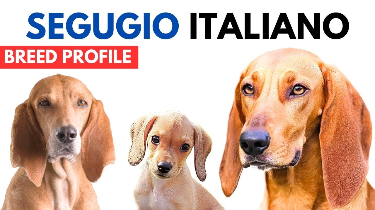 Segugio Italiano Breed Profile History - Price - Traits - Segugio Italiano Grooming Needs - Lifespan