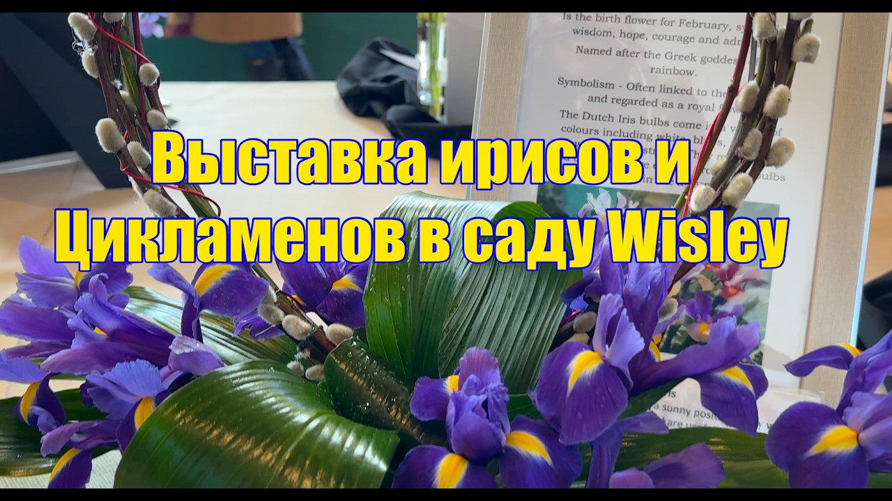 Vlog 615 -  Цветочное шоу в RHS Wisley: море цикламенов и ирисов