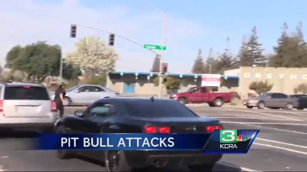 Pit bulls attack men, cat in Stockton