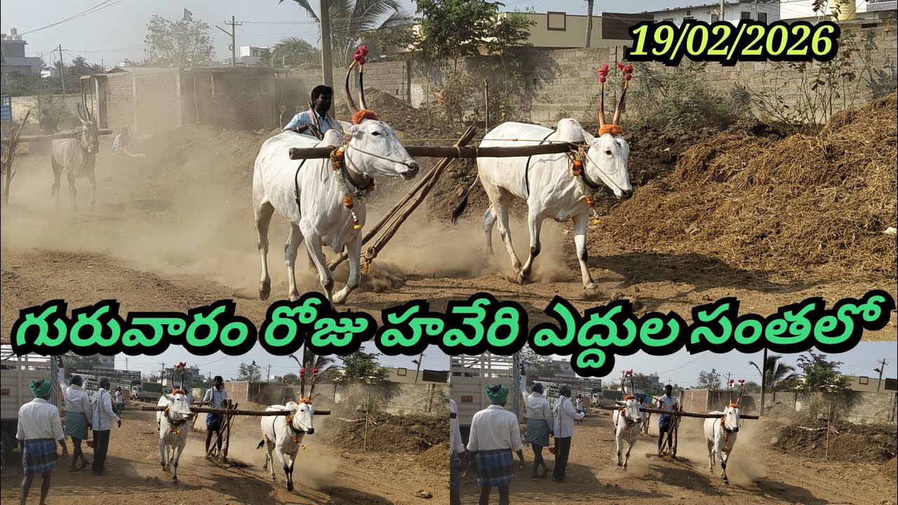 19/02/2026 హవేరి సంతలో బిగ్ సైజు దూడలు గుంటుగా ఏ విధంగా వెళ్తున్నాయో చూడండి ఫ్రెండ్స్