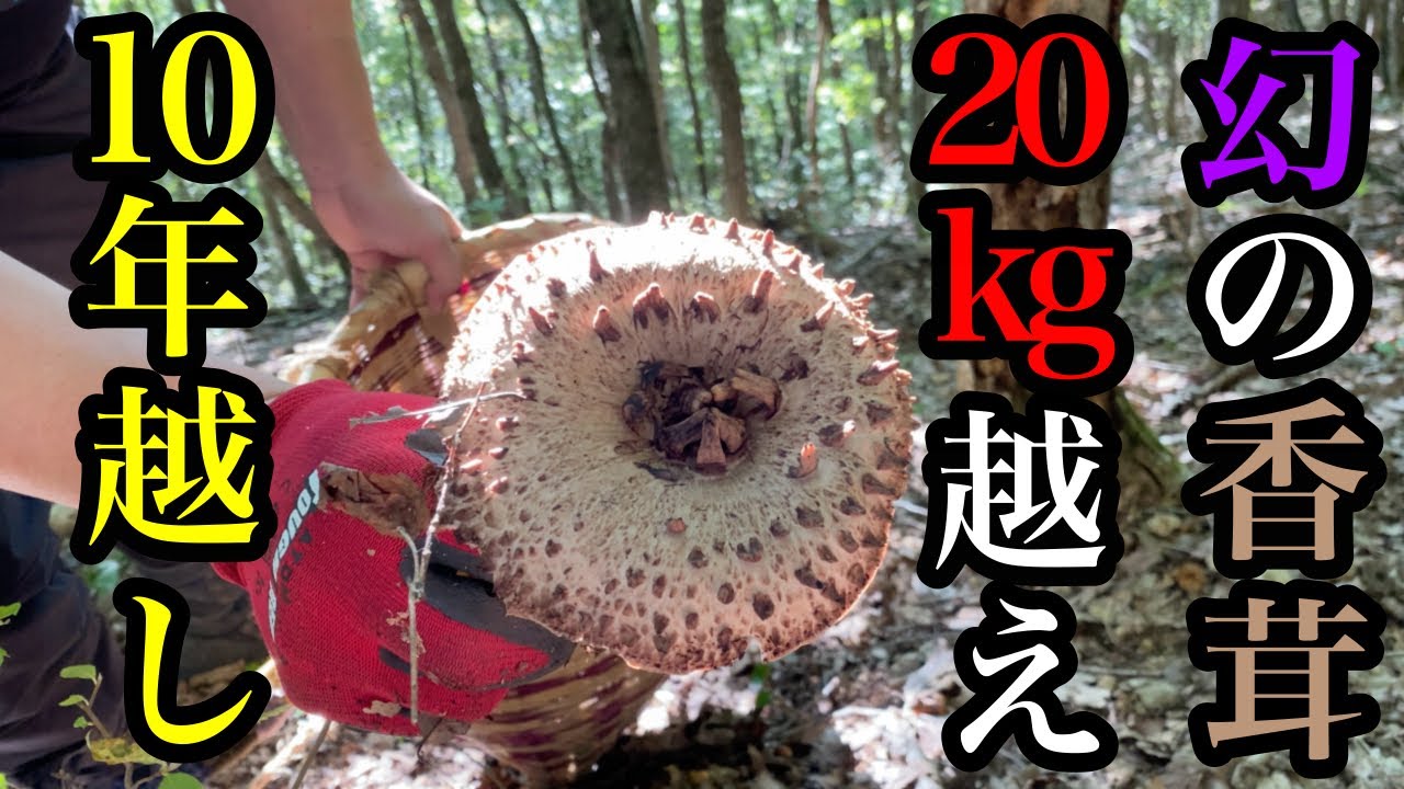 幻の高級天然きのこ