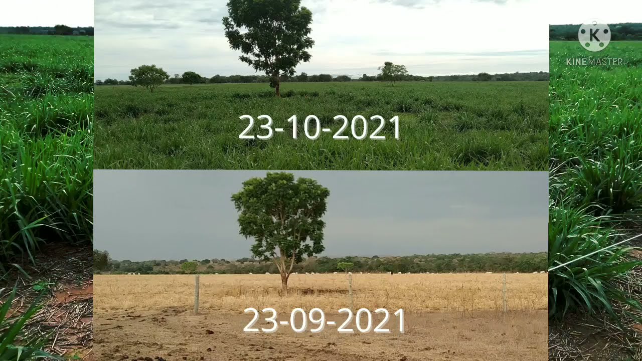 Rebrota da Braquiária Mavuno no início do período chuvoso