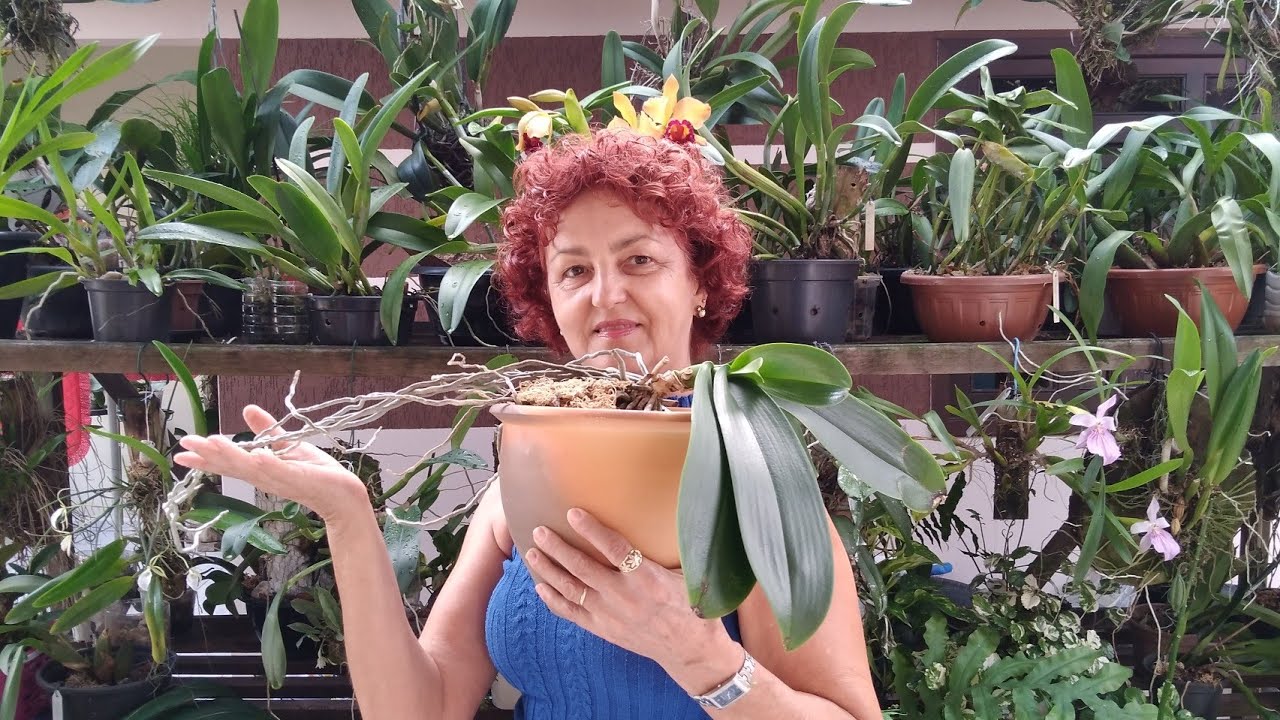 NESSE REPLANTE SUA ORQUÍDEA PHALAENOPSIS NÃO SE DESIDRATA E ENRAÍZA RÁPIDO.