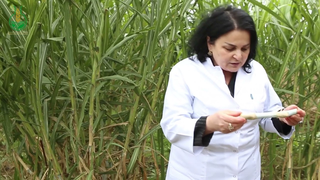 Maralfalfa bitkisi Respublikada ilk dəfə məhsul verib