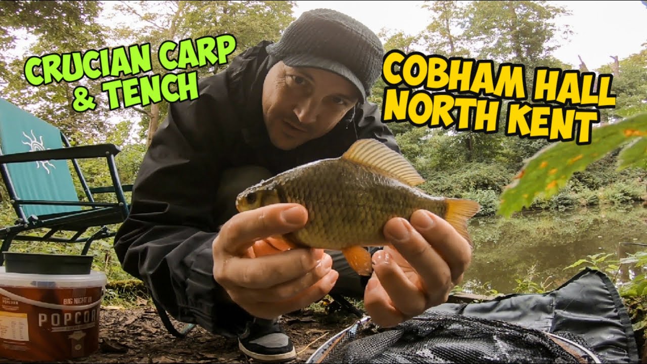 Fishing For Tench, Crucian Carp & Roach At Cobham Hall In North Kent