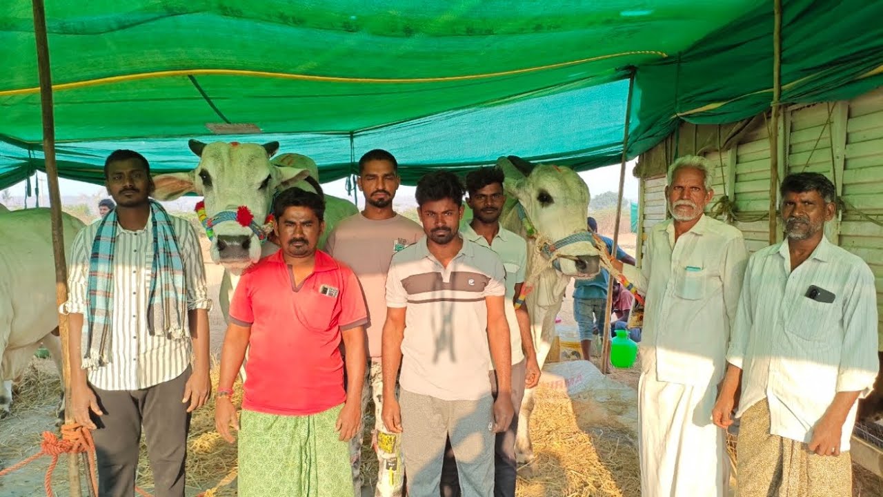 అహోబిలం  న్యూ కేటగిరి విభాగంలో 5వ జత M అక్షరా రెడ్డి గారు & పిన్నపురం బుల్స్ ధీర రణ