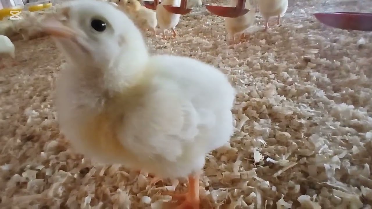 Asif poultry fom kids softness 