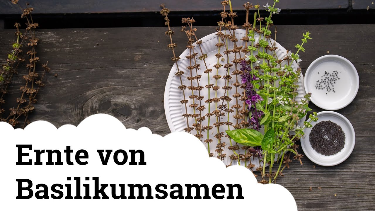 Das Superfood aus dem Garten, so wertvoll wie Chia Samen!