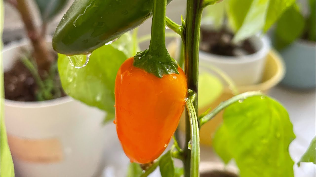 How to grow mini bell peppers at your balcony step by step way, easy and fun!