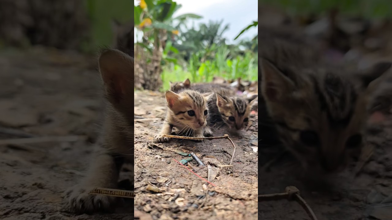 stray kity 🥹😣#cat#gato#kitten#고양이#კატა#แมว#itlar#śmieszny#mushuk#K&auml;tzchen