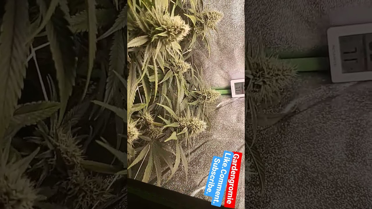 2x3 vivosun grow tent meijiu 240w alibaba led