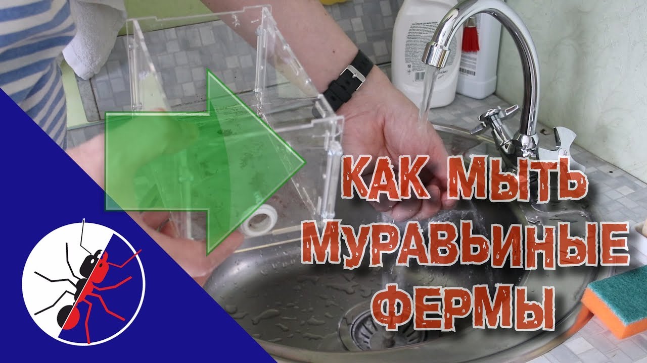 КАК МЫТЬ ПРАВИЛЬНЫЕ МУРАВЬИНЫЕ ФЕРМЫ