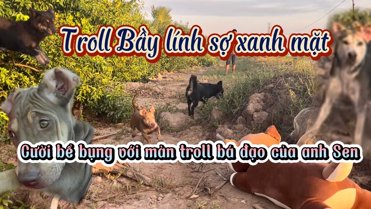 Anh Sen Troll Bầy Lính sợ Xanh Mặt. Xám lủi zô bụi cây,Mâu chạy té khói….