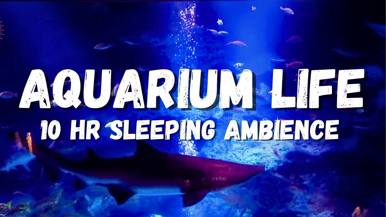 Sea aquarium sleeping ambience, lots of fish, underwater ASMR, stress relief, Underwater ambience