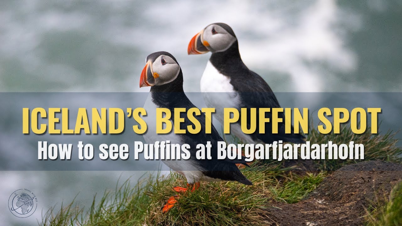 The Best Place to See Puffins in Iceland at Borgarfjardarhofn