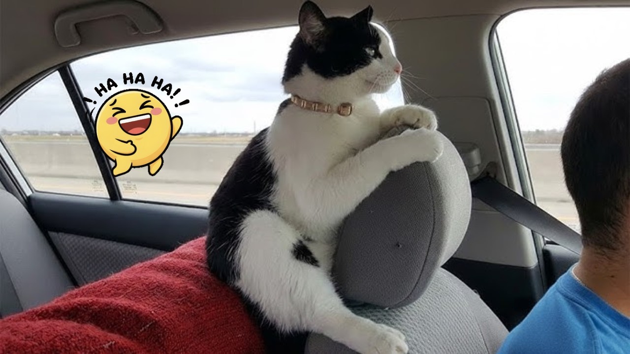 Try Not To Laugh Challenge!  | Funniest Cats & Dogs of 2026 🐾😂 | Funny Animal Videos | Part 21