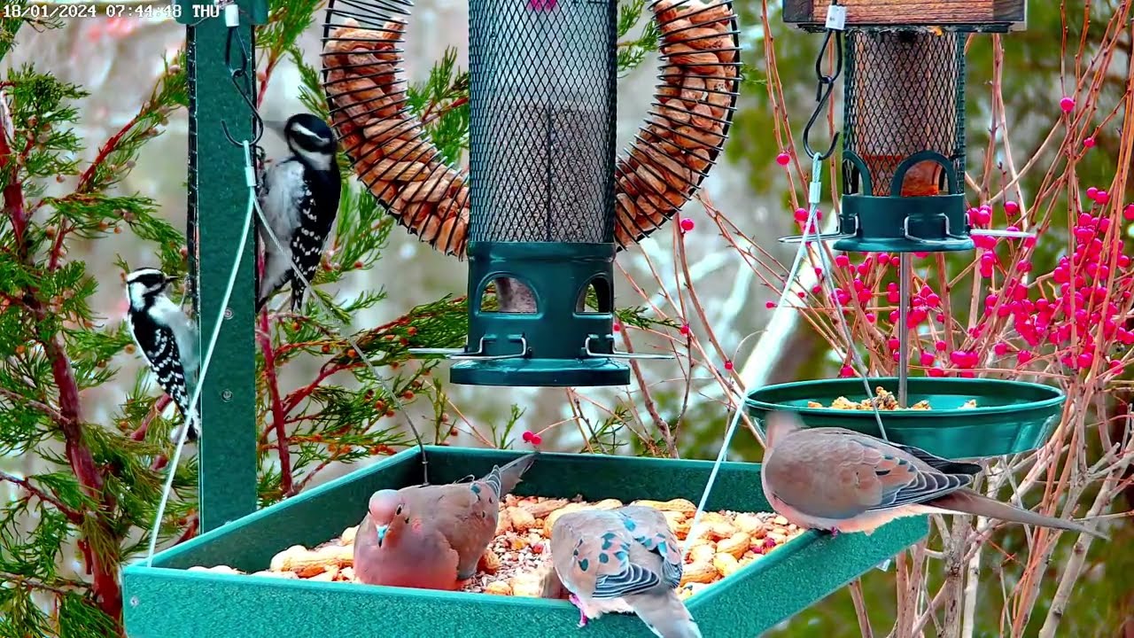 🔴LIVE Cozy Morning Garden Birds: Cardinals, Doves, Woodpeckers and more!