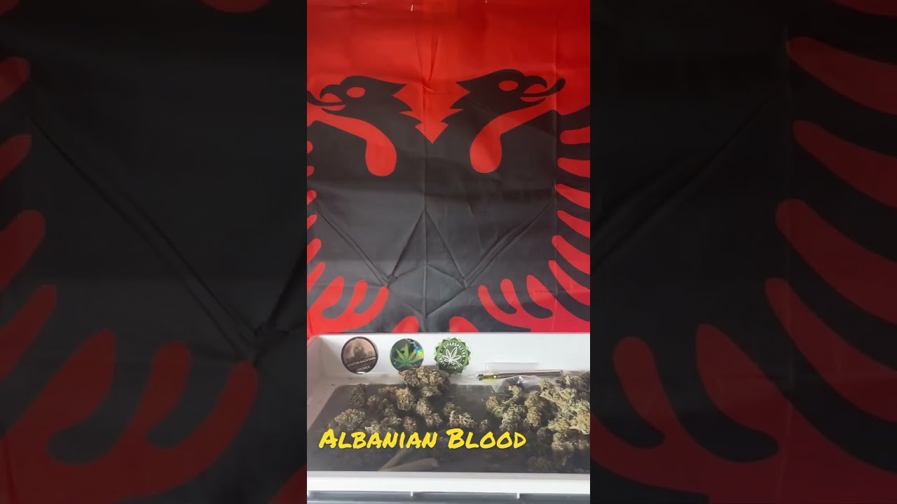 Boston Backyard Grower Seed to Harvest Grows #shorts #subscibe #howto #albania