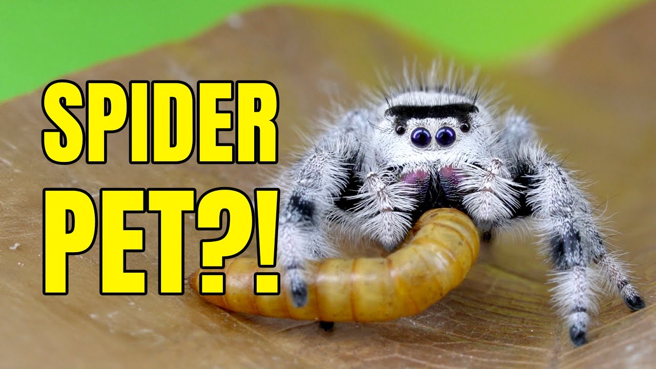 My Pet Jumping Spider Healed My Fear (Luna’s Story)
