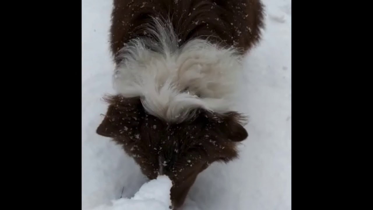 K&ouml;pekler KAR Sever mi? Hmmm &ccedil;ok lezzetli 😋