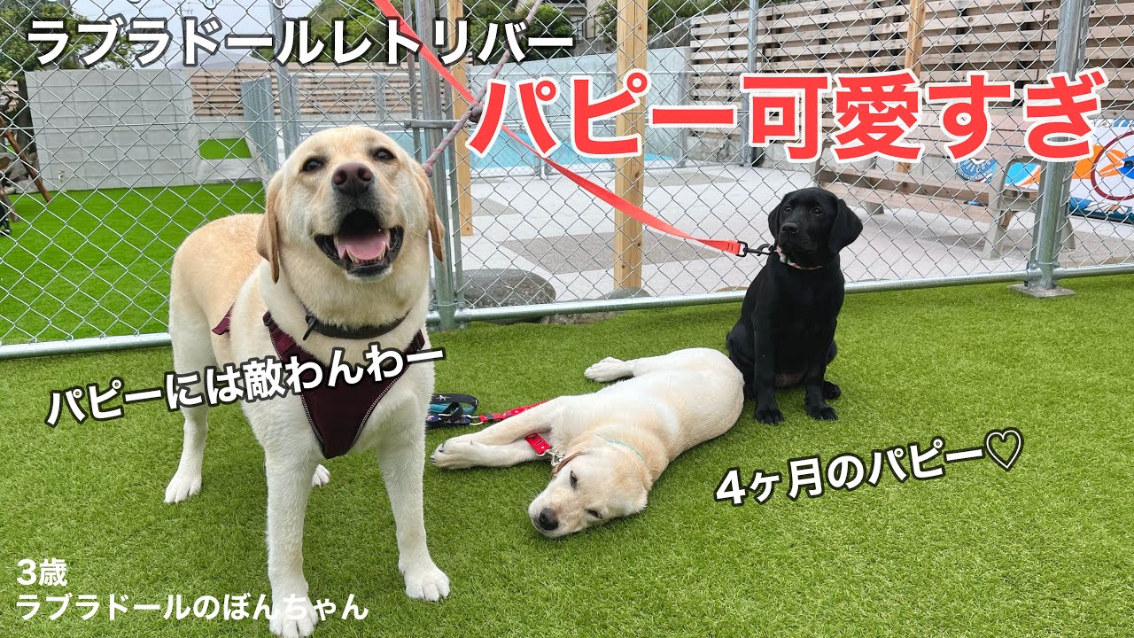 【ラブラドール#138】ラブラドールレトリバーのパピーと遊んできたよ！可愛いすぎてたまらん★labrador retriever 大型犬  ぼんちゃん　トコドッグ　ドッグラン　puppy