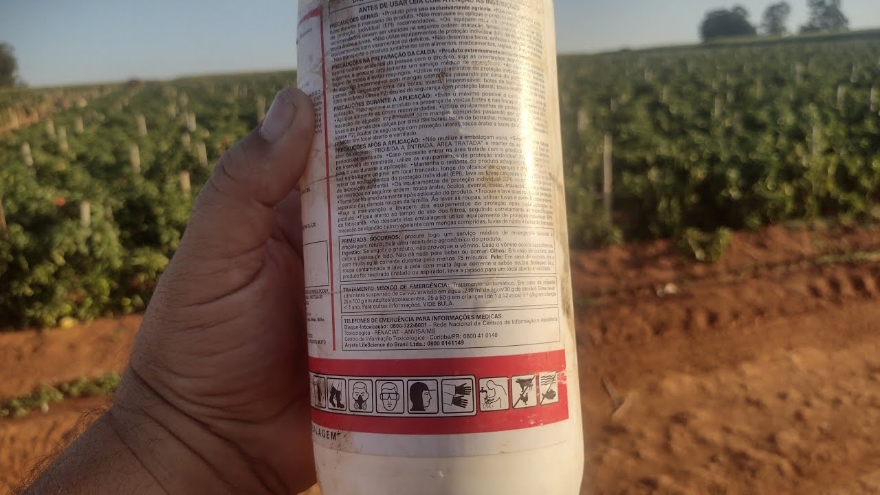 Pimentão Dahara como acabar com  ácaro o tripis e mosca branca só natureza @marcosbrugneroto