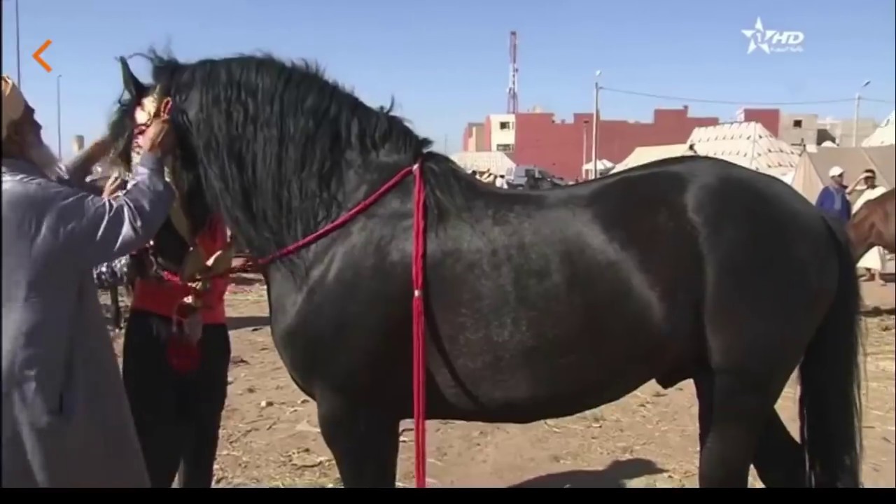 أنواع خيول التبوريدة | لدهم لبركي لزرق حجر لواد | الخيول البربرية الاصيلة  2019 Tbourida | Dar salam