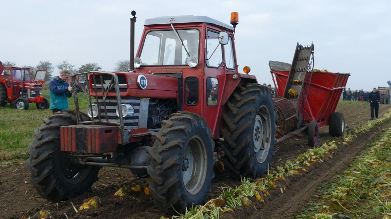 MASSEY FERGUSON 100-Series During Sugar Beet Harvest - Throwback