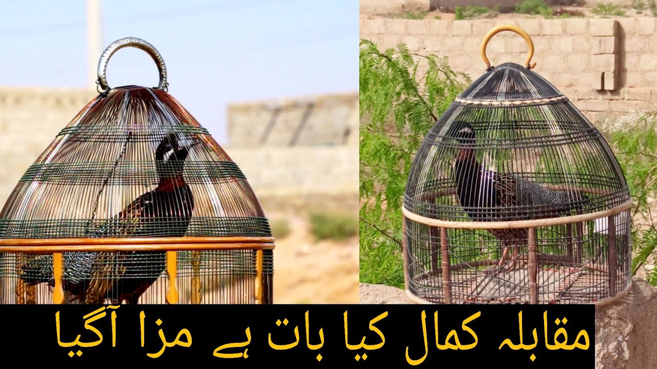 Teetar Muqabla Patha Vs Paka Teetar
