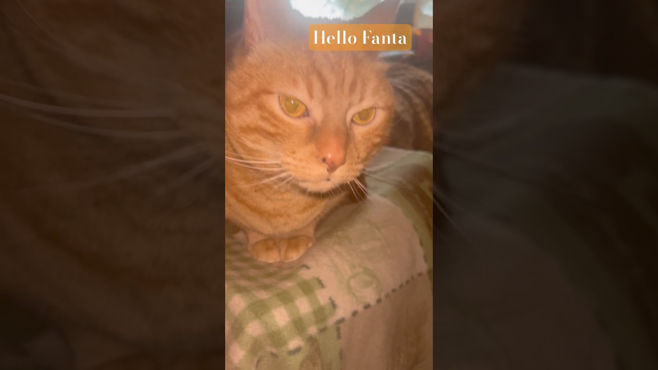 Fanta loves to boop- he never misses one 🧡 #orangecat #cat #boop #cats