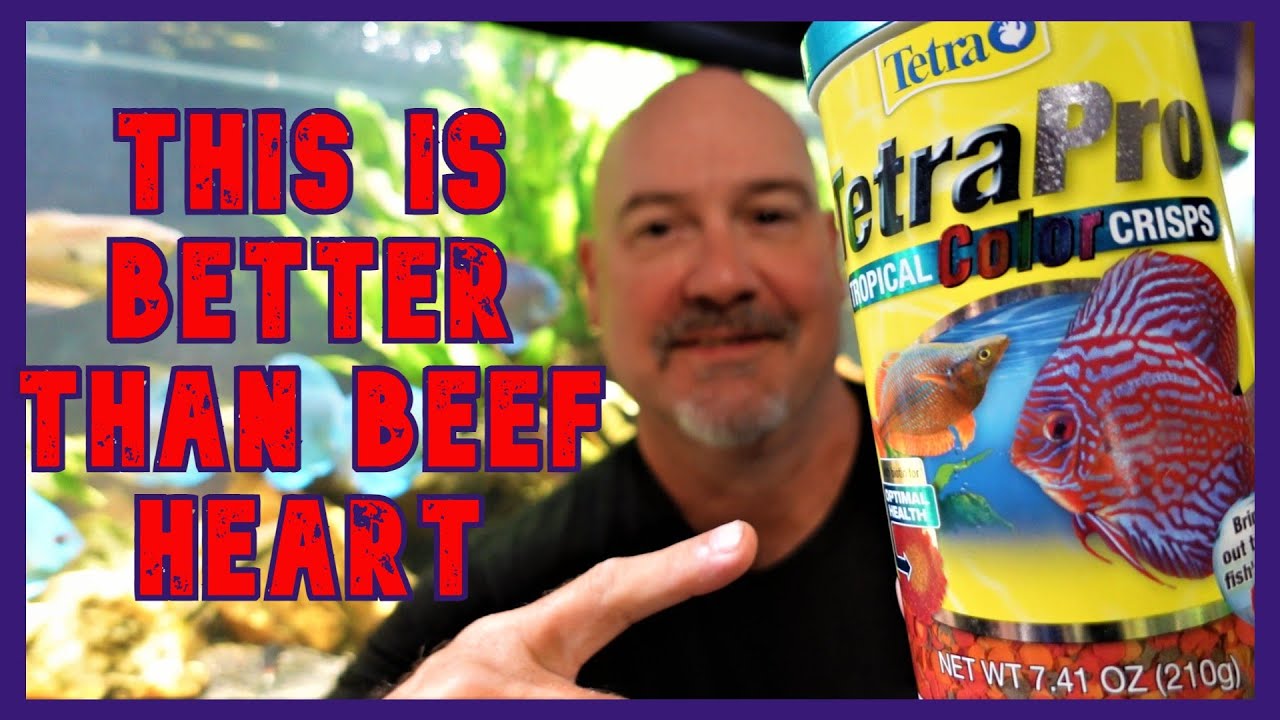 Stop Feeding Your Discus Beef Heart
