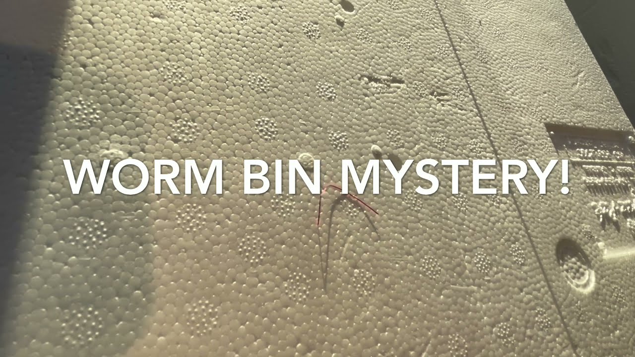 Red metallic strips in my worm bins!