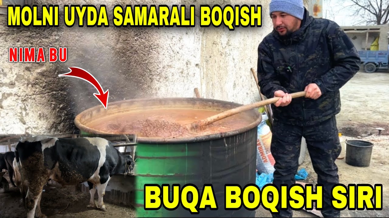 МОЛЛАРНИ ИССИҚ АТАЛА БИЛАН БОҚИШ