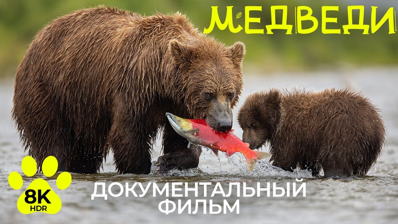 Что надо знать о медведях - Документальный фильм о дикой природе в 8К HDR
